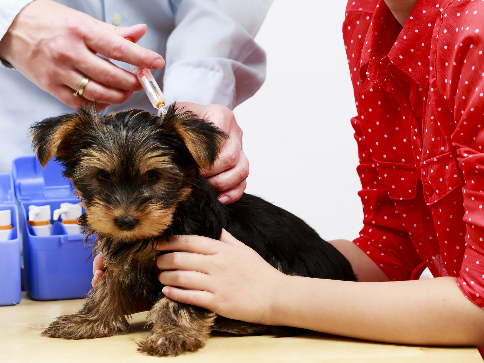 Vaccines and healthy pets