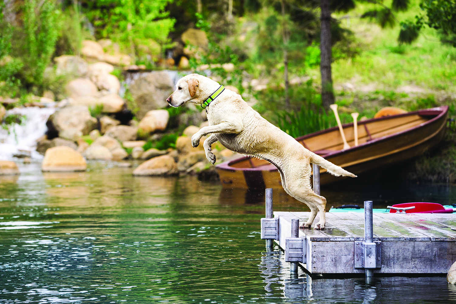 Water safety tips for dogs