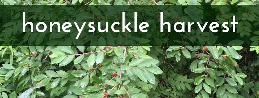 Invasive Species Awareness Week volunteers wanted for Honeysuckle Harvest at Kenneglenn Nature Preserve