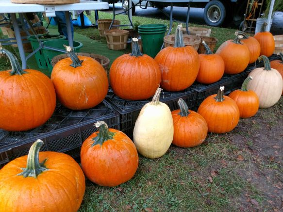 Elmwood Village Farmers Market lists October 28 highlights