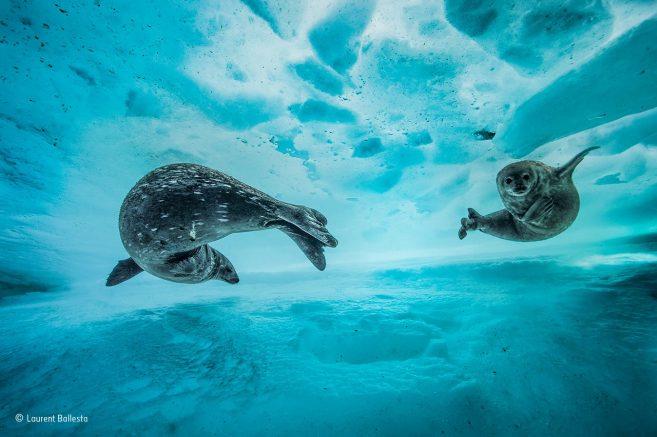 Highly-acclaimed Wildlife Photographer of the Year exhibition returns to the Royal Ontario Museum