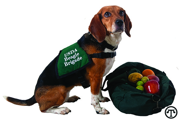 Help detector dogs: Don’t pack a pest