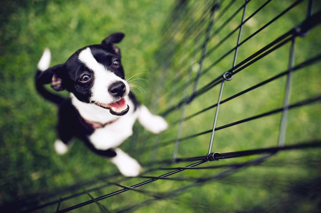 Six mistakes new dog owners make
