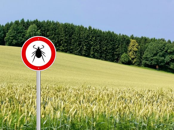 What to do if you find a tick
