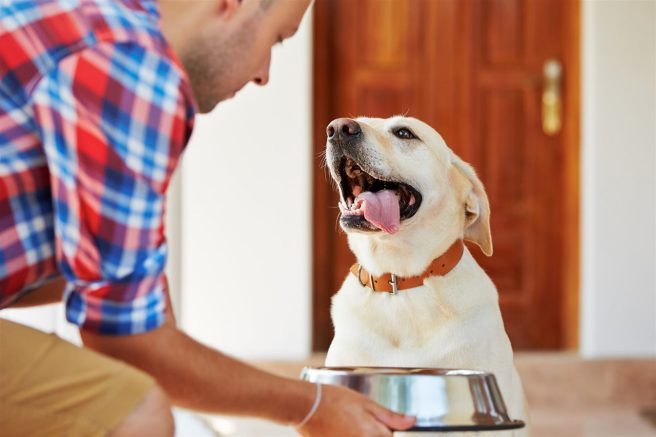 Give pets the ultimate mealtime experience