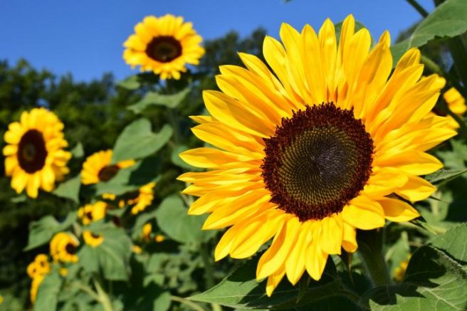 Pumpkinville’s Sunflower Festival to raise money for charity