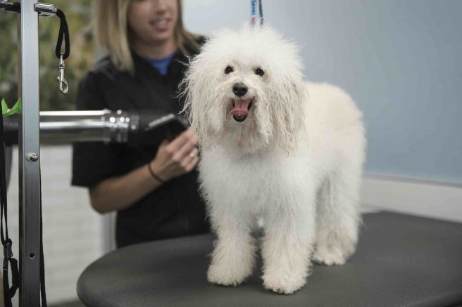 Prepare pets for better grooming visits
