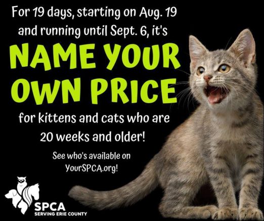 SPCA brings back name your own price cat adoptions