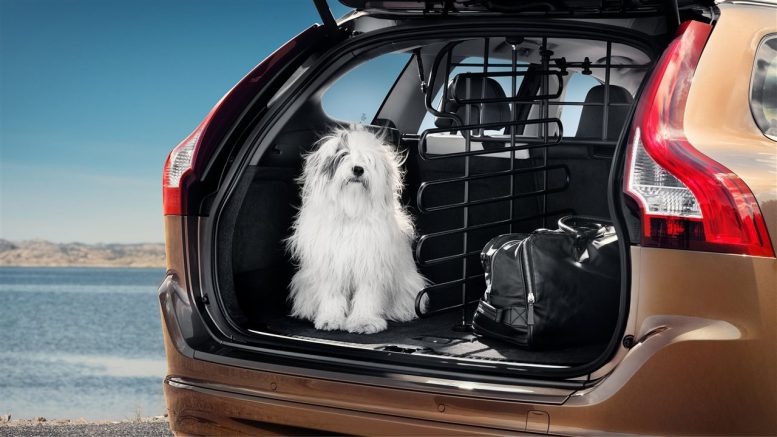 Five essential car safety tips for pets