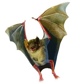 Vampire bats and birds, live leeches and lampreys, and more of nature’s most bloodthirsty animals star in this ROM-original exhibition.