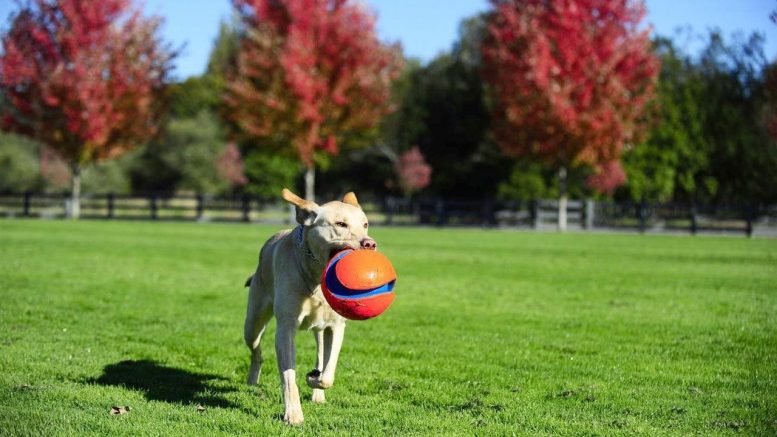 Five tips for keeping your dog more active