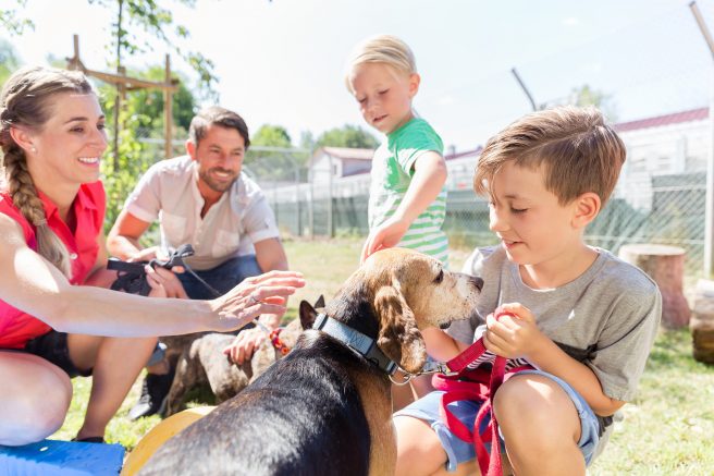 Three ways pet adoption can be a win for all