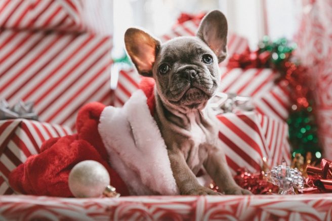 Seven purr-fect holiday gifts for your furry loved ones