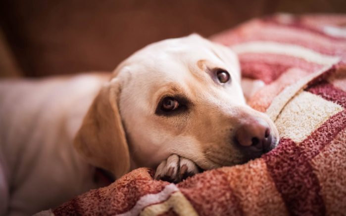 Three signs of discomfort to watch for in your dog