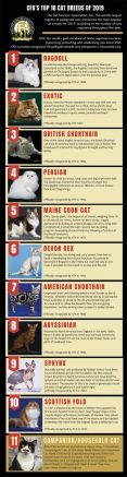 Cat Fanciers’ Association announces Top 10 most popular cat breeds