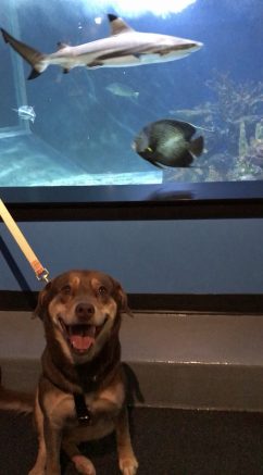 Niagara County SPCA shelter dogs go on field trip to Aquarium of Niagara  