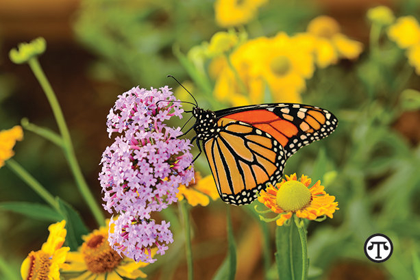Butterflies are an important pollinating insect that contribute to both agriculture and biodiversity.