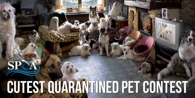 Cutest Quarantined Pet Contest to benefit Niagara County SPCA     