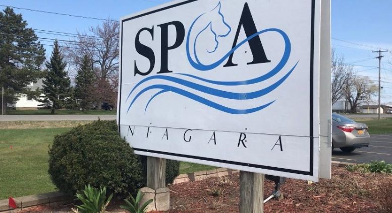 Niagara County SPCA lays out plans for reopening on July 1