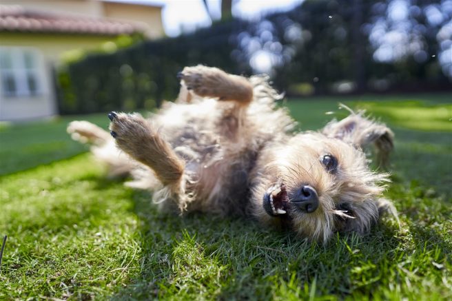 Four ways to help keep your dog protected and happy this summer