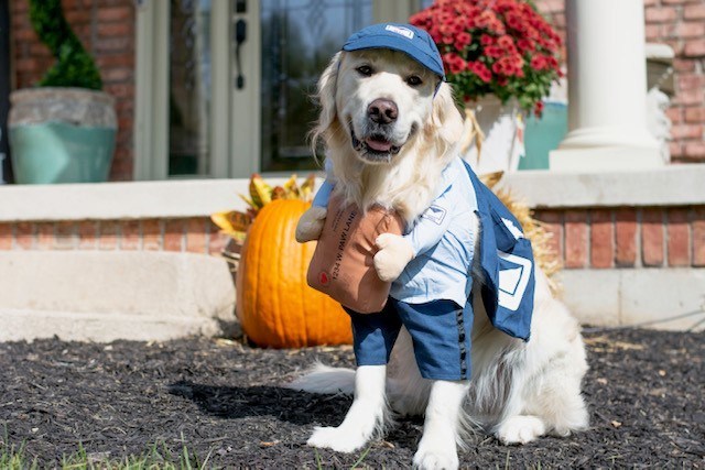 Pumpkins, hot dogs and superheroes top list of most popular Halloween pet costumes