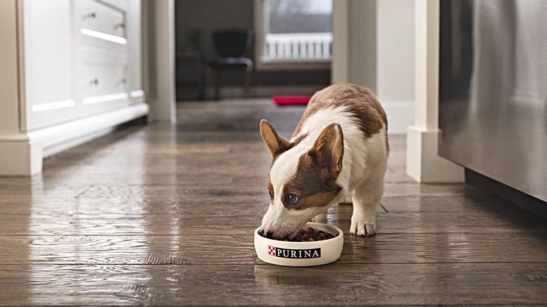 What all puppy owners should know about feeding their puppies