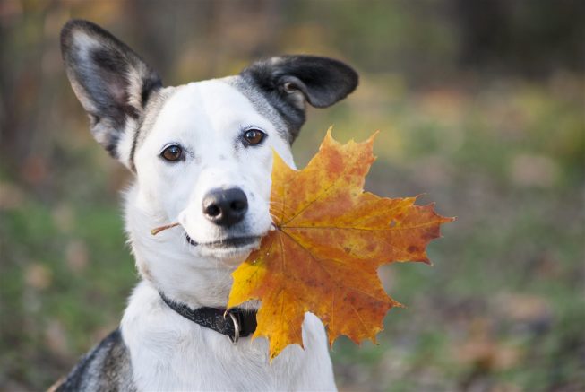 Five fall tips for protecting your pet’s health