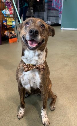 High school senior starts bow tie business to help shelter dogs get adopted