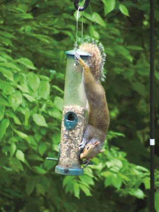 Outsmarting squirrels at the bird feeder, the natural way