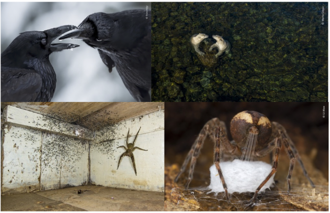 Wildlife Photographer of the Year exhibit to open November 20 at ROM   
