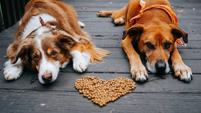 Five ways to show your pet some extra love