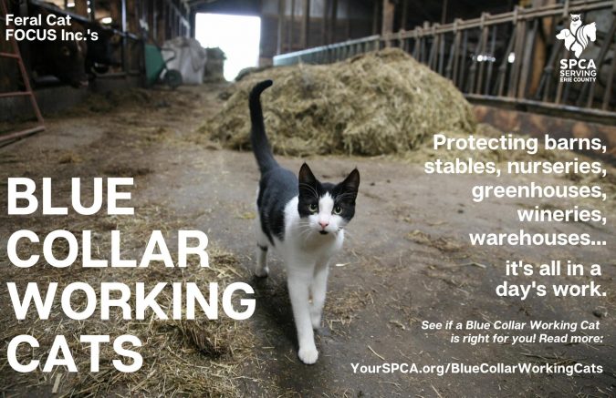 Blue Collar Working Cats protect barns, warehouses, garages and more