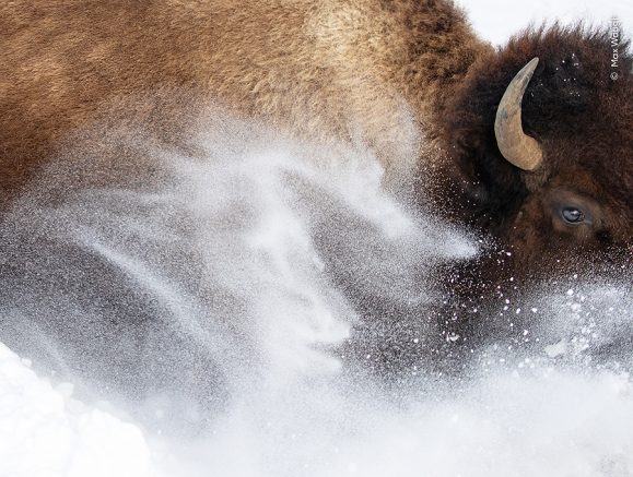 Snow Bison, © Max Waugh, USA. Yellowstone National Park, Wyoming.