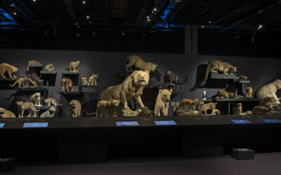 Wild Cats opens at ROM on June 15 