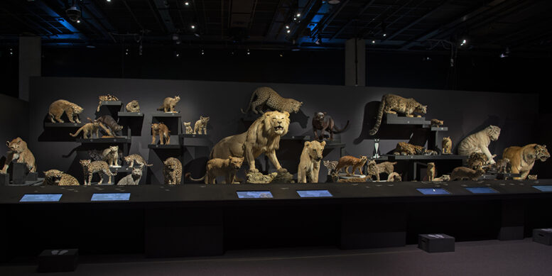 Wild Cats opens at ROM on June 15 