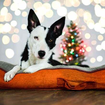 Always check with a veterinarian about any concerns.
