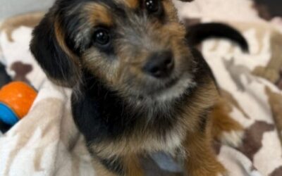 SPCA receives $32,000 donation from Northtown Subaru